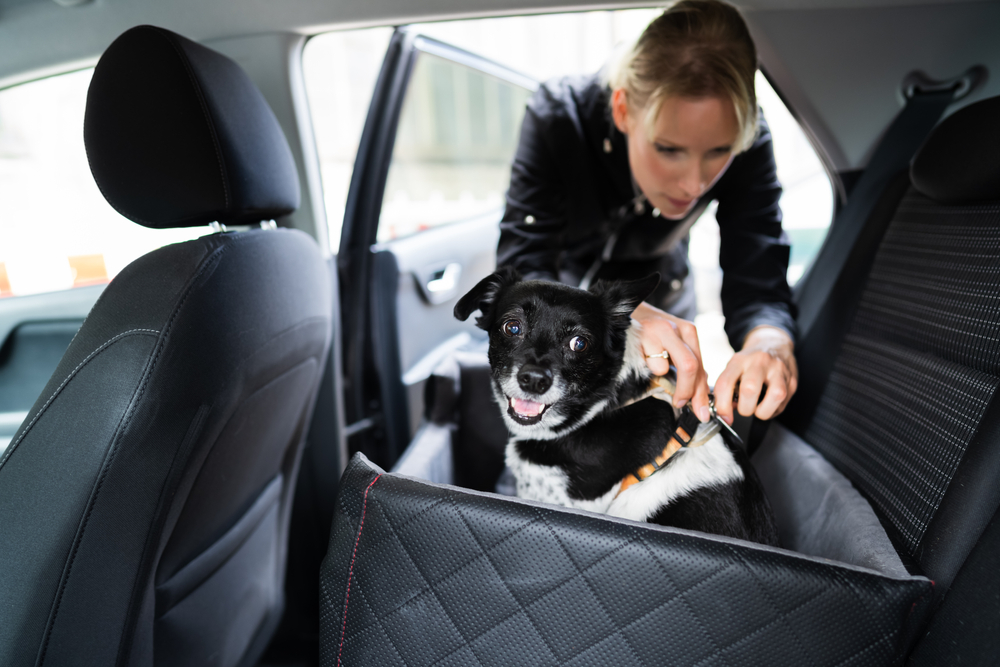 Dog Seatbelt