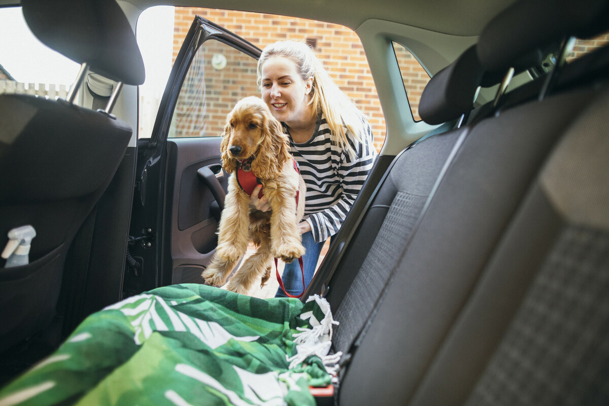 Dog in Car